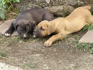 Purebred Boerboel Puppy - 1-3 Months Old, Female