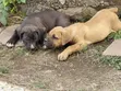 Purebred Boerboel Puppy - 1-3 Months Old, Female - 1