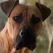 Purebred Boerboel Puppy - 1-3 Months Old, Female - 2
