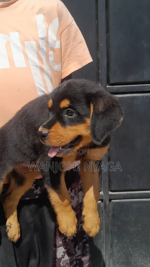 Purebred Rottweiler Puppy - 1-3 Months Old - 1