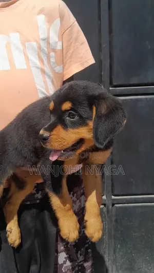 Rottweiler Safi Mtoto - Miezi 1-3