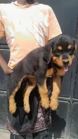 Purebred Rottweiler Puppy - 1-3 Months Old - 2