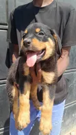 Purebred Rottweiler Puppy - 1-3 Months Old - 3
