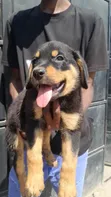 Purebred Rottweiler Puppy - 1-3 Months Old - 4