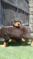 Purebred Rottweiler Puppy - 1-3 Months Old - 5