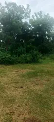 Prime 2 Acres - 2nd Row to Kikambala Beach - 5