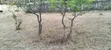 50x100 Plot for Sale, Maguguni, Thika - 2