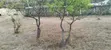 50x100 Plot for Sale, Maguguni, Thika - 3