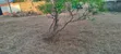 50x100 Plot for Sale, Maguguni, Thika - 4