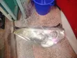 Toyota Wish 2005 Headlight (Non-Xenon) - 1