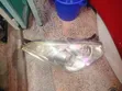 Toyota Wish 2005 Headlight (Non-Xenon) - 2