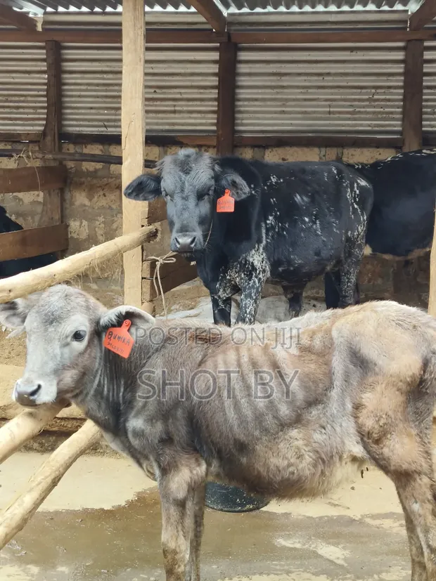 Girolando Calves for Sale - Quality Dairy Genetics - 1
