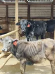 Girolando Calves for Sale - Quality Dairy Genetics - 1