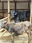 Girolando Calves for Sale - Quality Dairy Genetics - 2