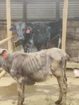 Girolando Calves for Sale - Quality Dairy Genetics - 3