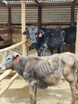 Girolando Calves for Sale - Quality Dairy Genetics - 4