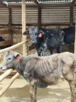 Girolando Calves for Sale - Quality Dairy Genetics - 5