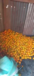 Sweet & Juicy Fruits - 5 Pieces KES 100, 8 Pieces KES 200 - 1