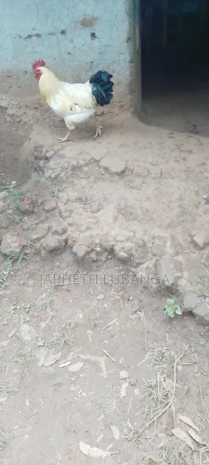 99 Chickens for Sale