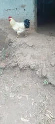 99 Chickens for Sale - 1