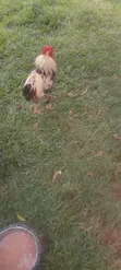 99 Chickens for Sale - 2