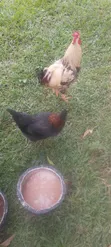 99 Chickens for Sale - 3