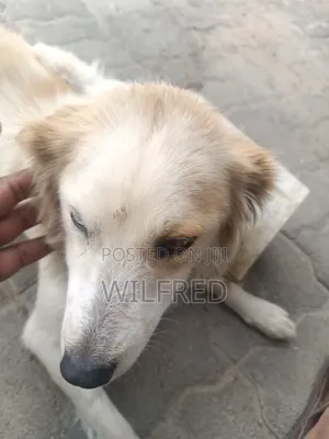 Female Mixed Breed Finnish Spitz, 6-12 Months