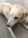 Female Mixed Breed Finnish Spitz, 6-12 Months - 3