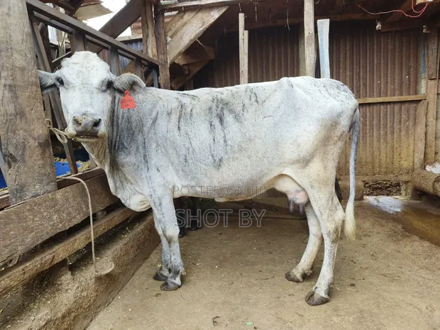 Sahiwal x Gir Cross Cow for Sale | Healthy & Well-Built - 1