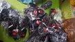Rubber Bullet Sneakers - Brand New - 1