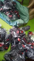 Rubber Bullet Sneakers - Brand New - 3