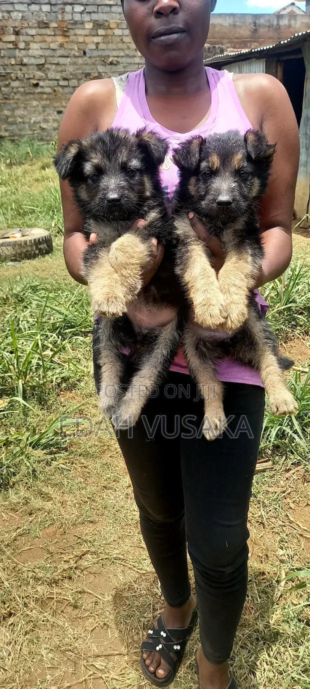 Female German Shepherd Puppy, 1-3 Months Old - 1