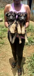 Female German Shepherd Puppy, 1-3 Months Old - 2