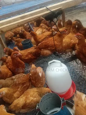 Improved Kienyeji Chickens (3-4 Months Old)