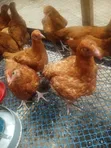 Improved Kienyeji Chickens (3-4 Months Old) - 2
