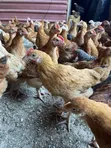 Improved Kienyeji Chickens (3-4 Months Old) - 3