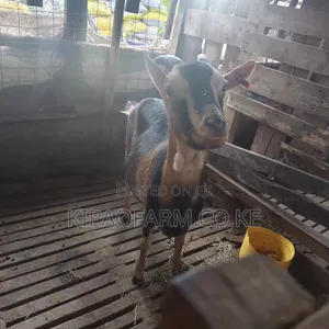 German Alpine Dairy Goats