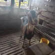 German Alpine Dairy Goats - 1