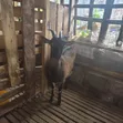 German Alpine Dairy Goats - 2