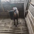 German Alpine Dairy Goats - 3