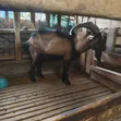 German Alpine Dairy Goats - 4