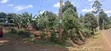 100x100 Plot for Sale - Muguga Kerwa, Kikuyu - 3