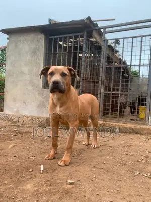 Purebred Boerboel Puppy - 7 Months Old