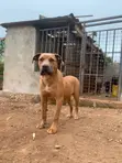 Mbwa Mzazi wa Boerboel - Mwenye Miezi 7 - 1