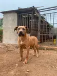 Mbwa Mzazi wa Boerboel - Mwenye Miezi 7 - 2