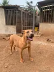 Mbwa Mzazi wa Boerboel - Mwenye Miezi 7 - 3