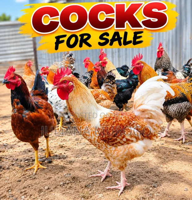 Pure Kienyeji Cocks for Sale - 1