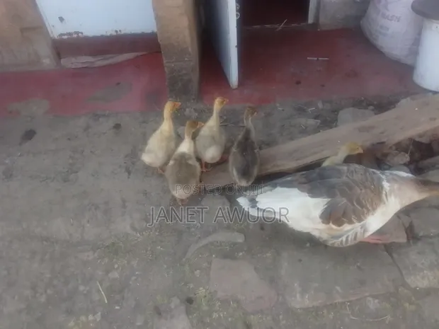 Embden Geese for Sale - 1