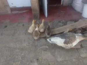 Embden Geese for Sale