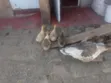 Embden Geese for Sale - 1